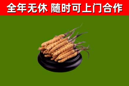 长清区烟酒回收冬虫夏草.jpg